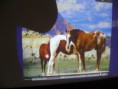 /album/fotogaleria/p1000194-jpg/